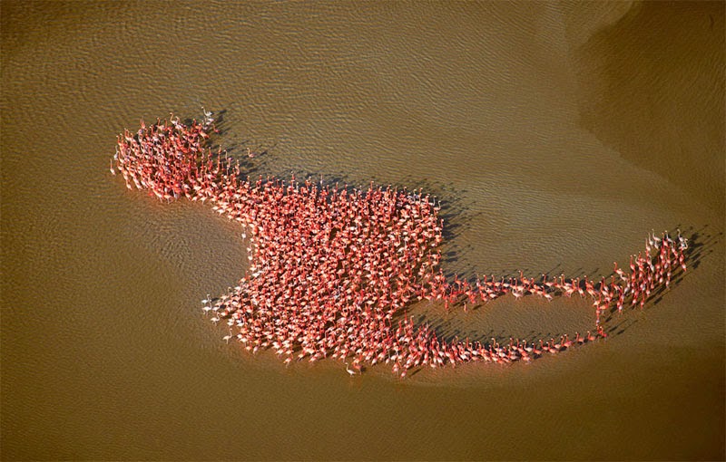 meta-flamingo-perfect-timing.