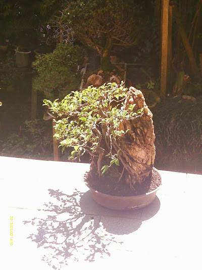 Ficus Microcarpa Começando... IMAG0184