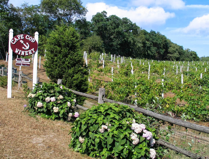 Image principale de Cape Cod Winery