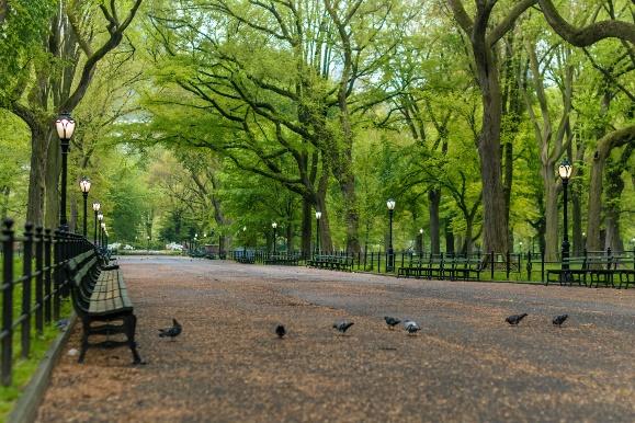 A group of birds walk through a park

Description automatically generated with low confidence
