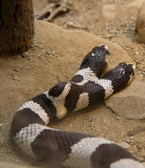 ular berkepala dua