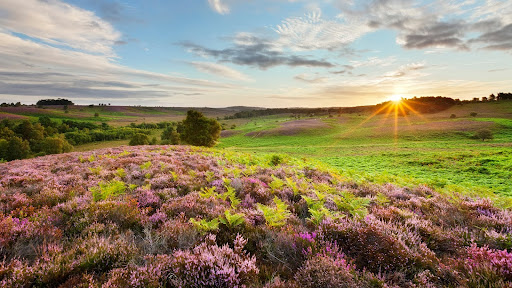 Blooming Heather at Sunrise, New Forest National Park, Hampshire, England.jpg
