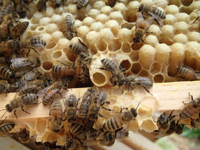 Queen cells on a drone frame? | Beesource Beekeeping Forums