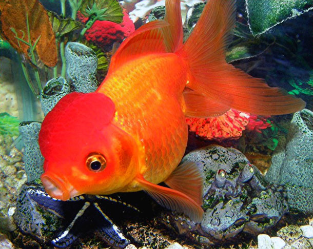 Facts About Pet Goldfish