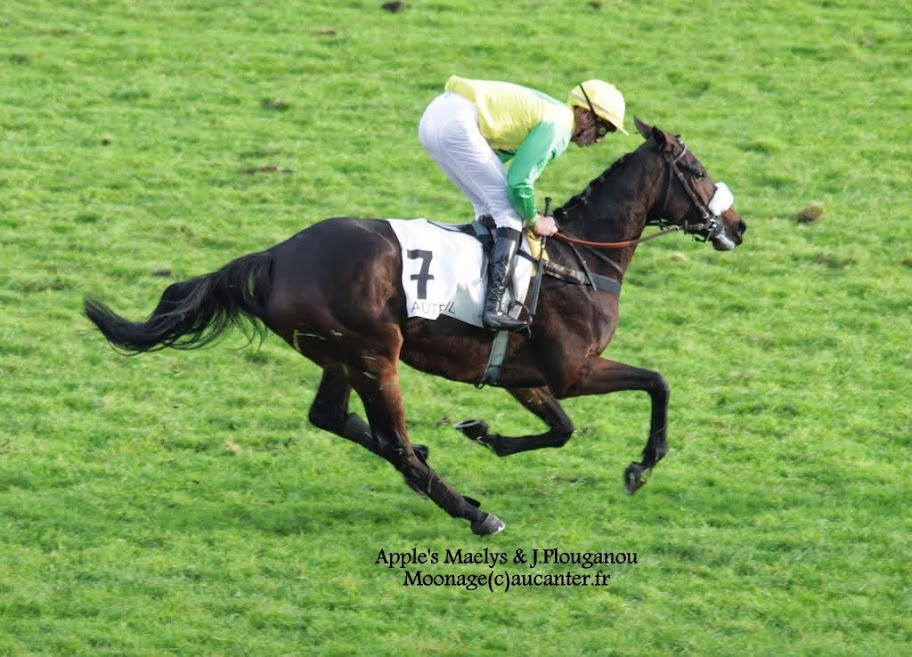 Photos Auteuil 23-11-2014  - Page 2 IMG_6245