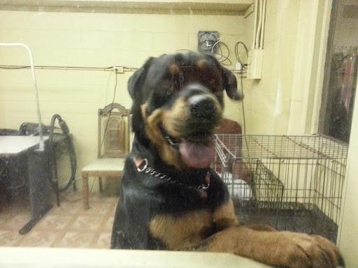 Pets glamour пролетарская ул 60 фото
