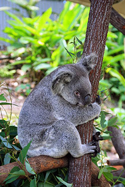 AUSTRALIA: EL OTRO LADO DEL MUNDO - Blogs de Australia - Cairns: Kuranda-buceo en la Gran Barrera-Rain Forest (6)