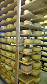 St Jorge Cheese in the aging room of Matos Cheese Factory in Sonoma
