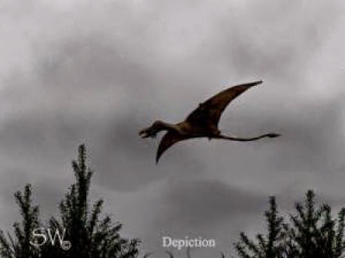 Pterosaur Sighting In North Carolina Jan 3 2013