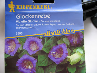 Samen cobaea scandens