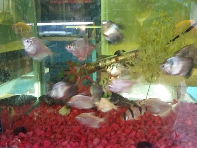 Photos of Garage Pet-Shop