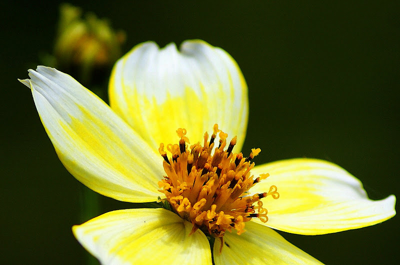 Detalhes de uma pequena flor