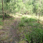 Machins Crater track near old fire place (150549)