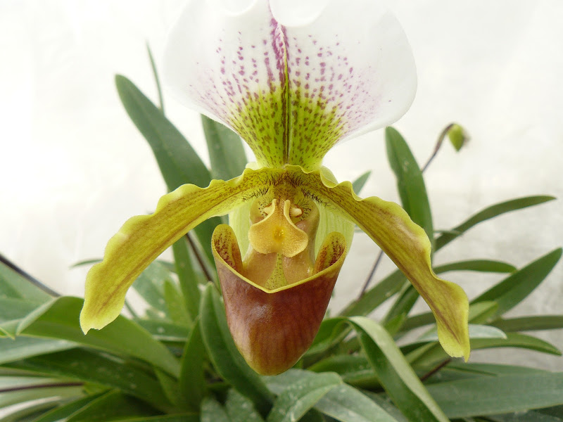 Paphiopedilum Leeanum P1020925