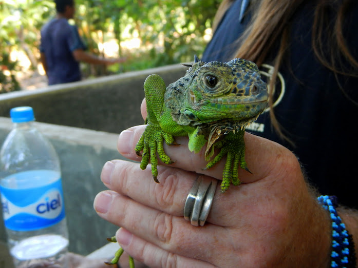 Iguana in Ty's hand