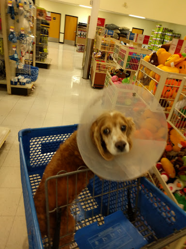 Pet Supply Store «PetSmart», reviews and photos, 2568 W Commonwealth Ave, Alhambra, CA 91803, USA