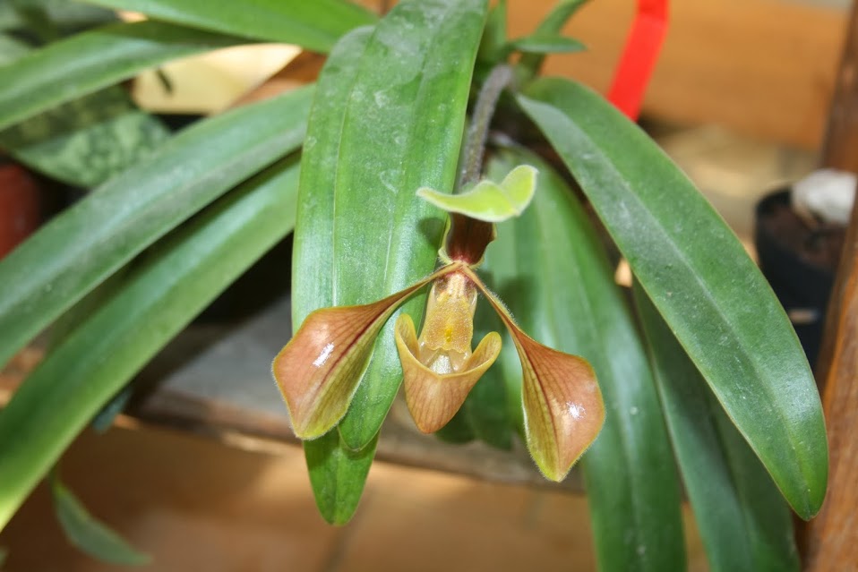 Paphiopedilum villosum IMG_1812