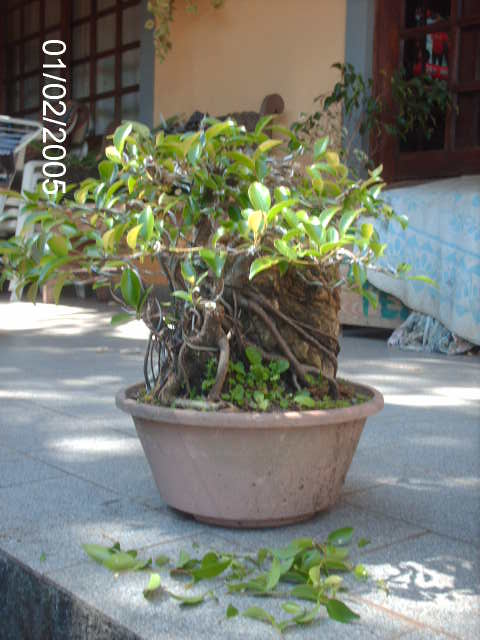 Ficus Microcarpa Começando... PICT1737