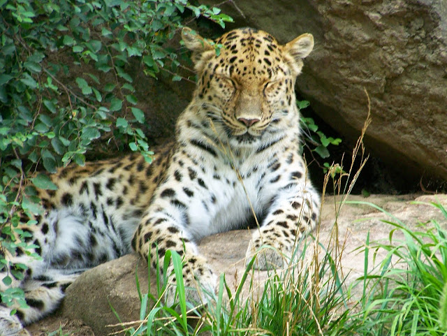 Leopard. From Conservation and Education at the Pittsburgh Zoo and PPG Aquarium