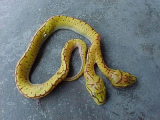ular berkepala dua