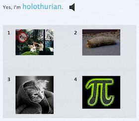 multiple choice question with sentence "Yes, I'm holothurian"