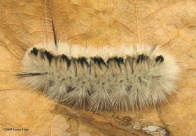 Hickory Tussock Caterpillar