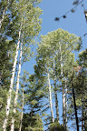 Paseo del Lobo Section 42 (Photo by M. Sorum)