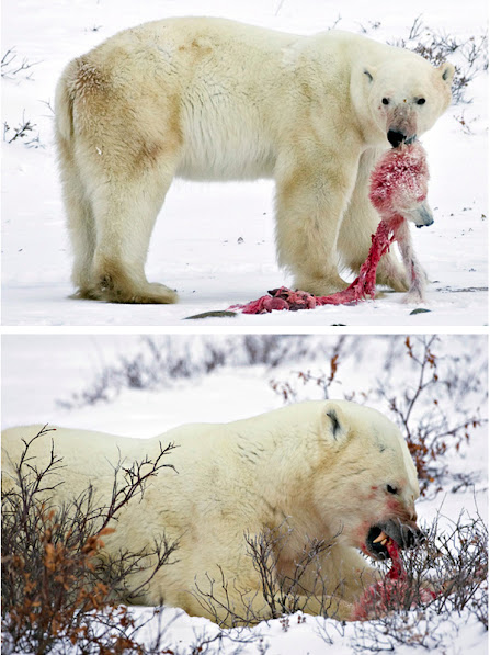 Urso pardo vs Urso polar 232
