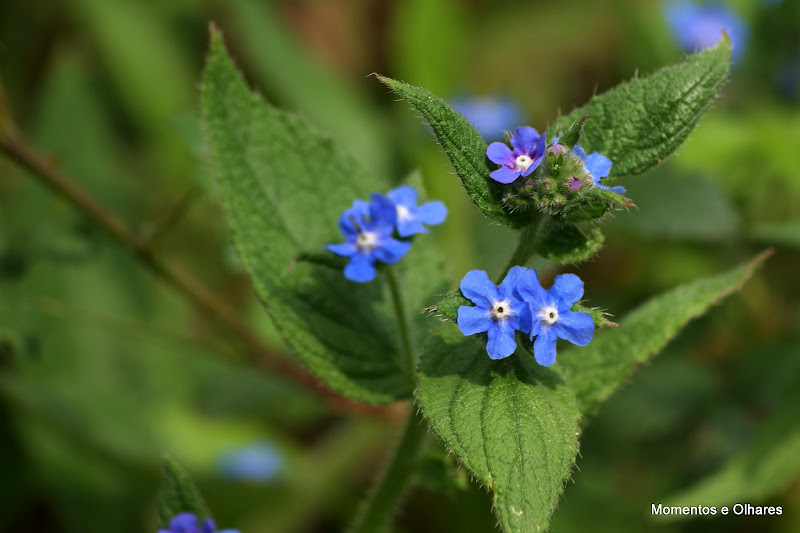 Primavera em tons de azul