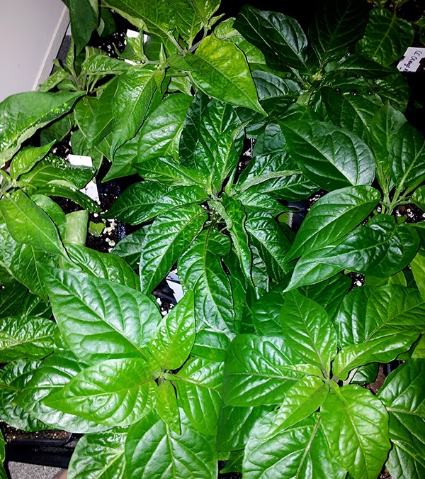 2014-02-27+20.29.37_klein.jpg