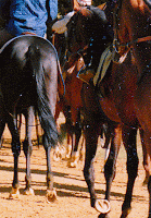 Image result for Sir Michael Stoute confirms no one can train racehorses without a team of top handler riders. We can't do it without thhem
