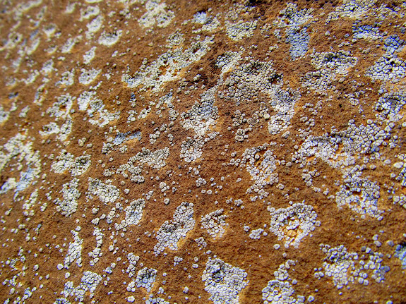 Lichen growing in the peck marks in the elk's body
