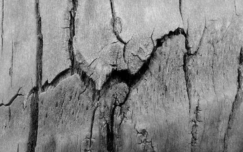 Tree Bark (1920 x 1200).png