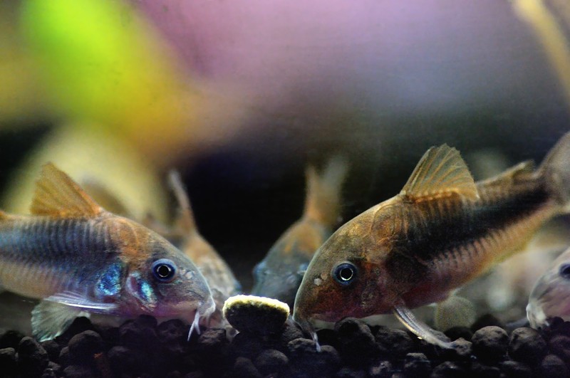 School of corys eating