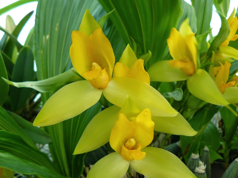 Lycaste x Cobanii (cruenta x cochleata) P1040704