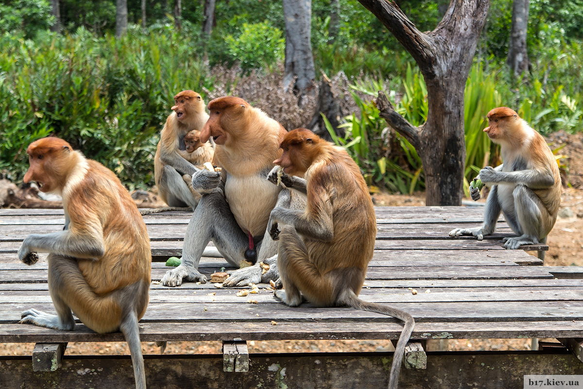 Обезьяны носачи в парке Лабук Бей на острове Борнео