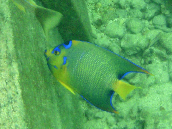 Holacanthus ciliaris (Queen Angelfish) at the peir of Tranquility Bay Resort.