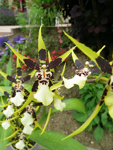 Brassia hybride. IMGP6473