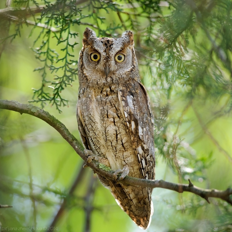 wildlife.crimea.ua