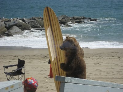 Surfer%20Bear.JPG