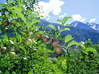 festa della mela piancogno festa della mela piancogno