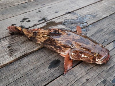 KELI 1 MALAYSIA Ikan Ubi  Berhantu