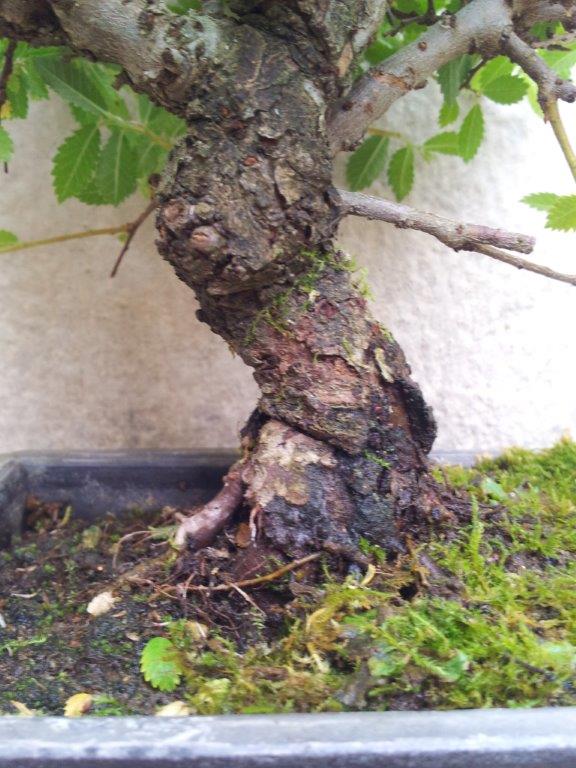 My first Cork bark elm IMG_20130510_171235