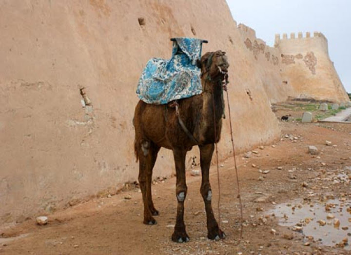 الجمال و قصبة اكادير اوفلا Agadir_kasbah_camel
