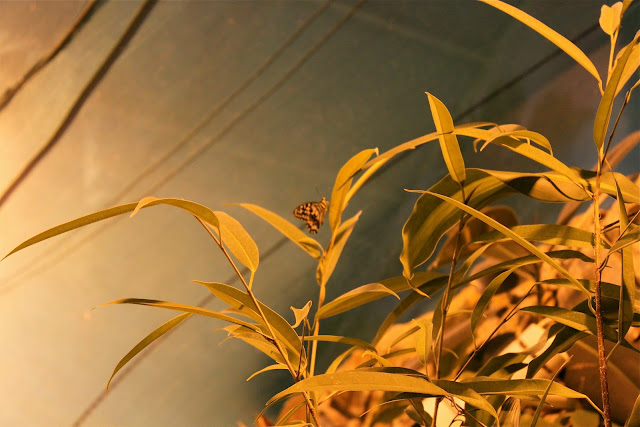 Дом бабочек и чуть-чуть ВВЦ. Москва. октябрь 2011