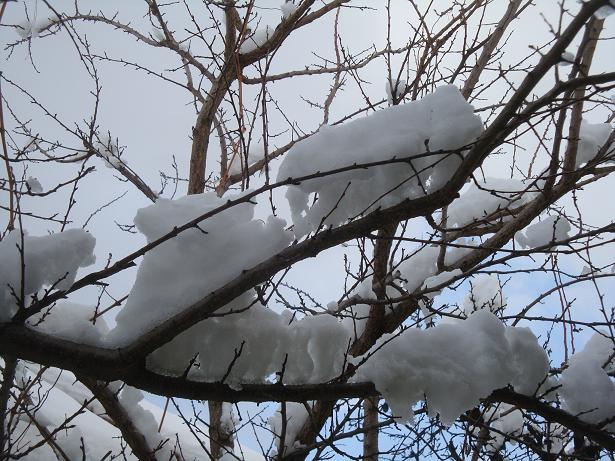дерево в снегу