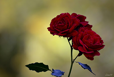 L'important, c'est la rose ! [FZ-150] Roses15-10LMB_7633