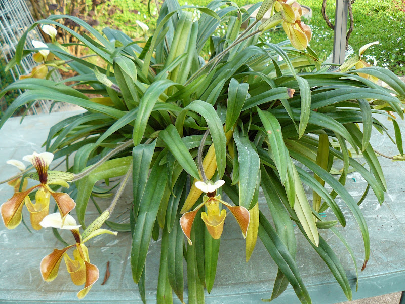 Paphiopedilum villosum P1040256