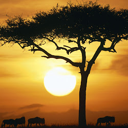 Foto-Foto Kehidupan Alam Liar Afrika Seen On www.coolpicturegallery.us
