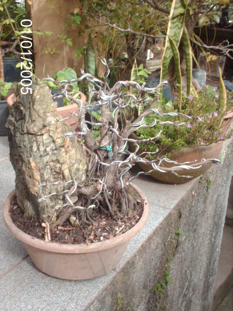 Ficus Microcarpa Começando... PICT1031